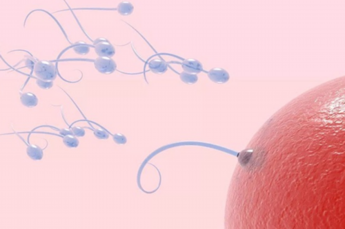 借卵需要流程-哺乳期月经是体质差哺乳期月经寻常吗？