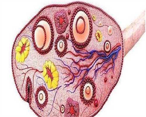 广州哪里有供卵试管生宝宝的医院（私人医院供卵试管）